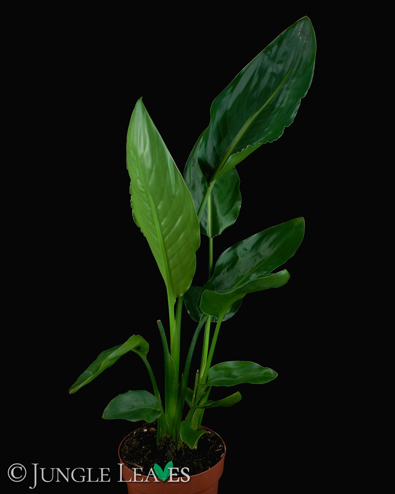 Strelitzia reginae (Paradiesvogelblume)  Jungle Leaves