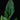 Strelitzia reginae