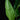 Strelitzia reginae
