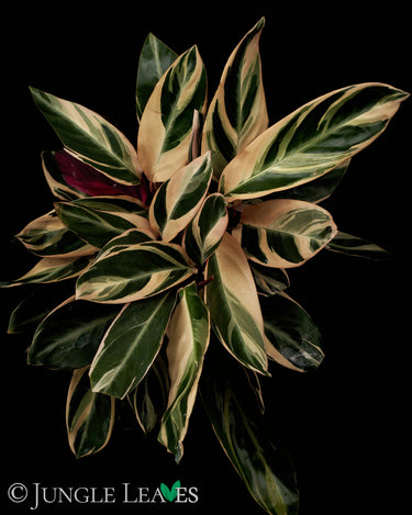 Stromanthe sanguinea 'Triostar'
