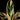 Stromanthe sanguinea 'Triostar'