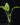 Synandrospadix vermitoxicus