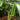 Synandrospadix vermitoxicus