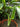 Synandrospadix vermitoxicus