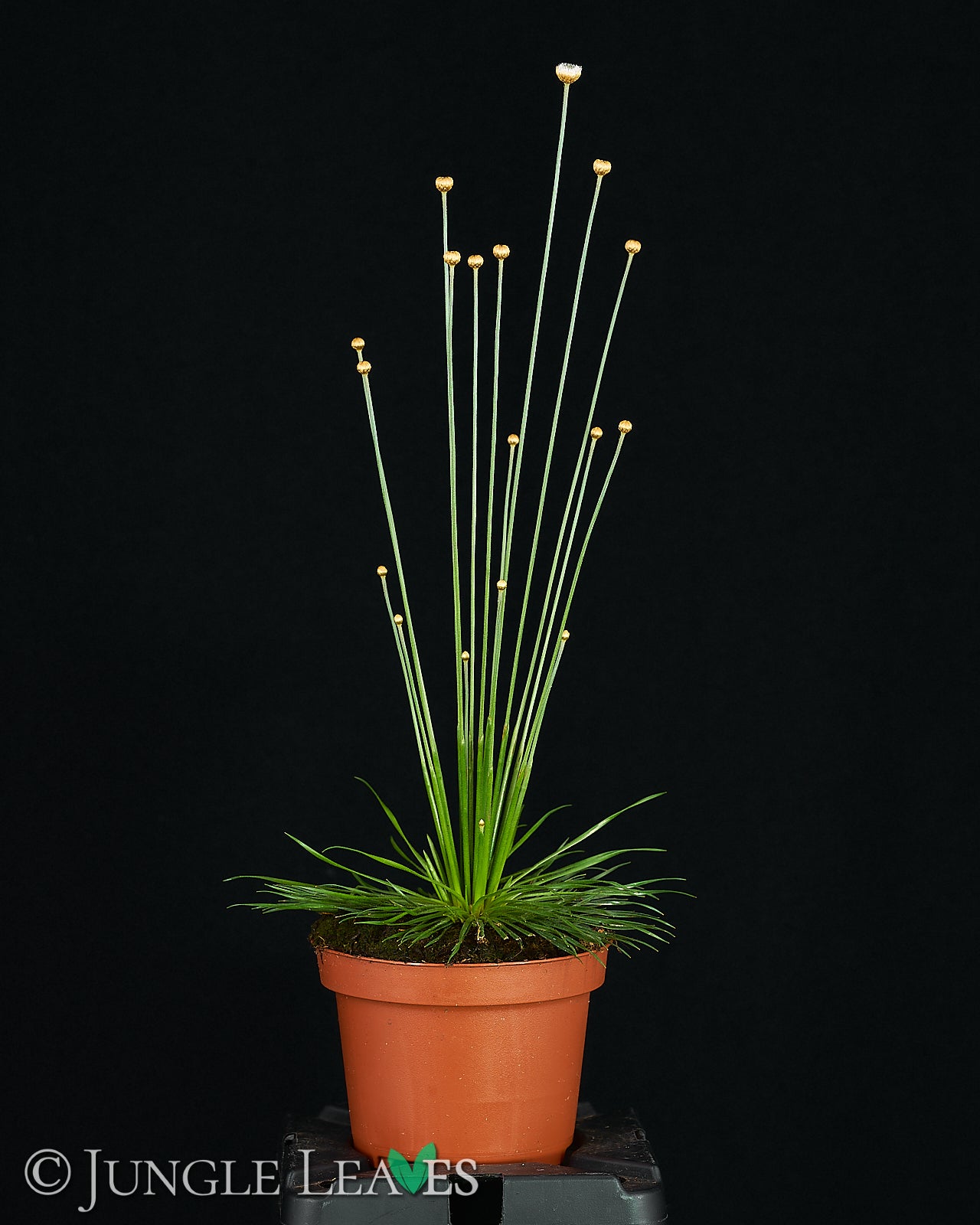 syngonanthus mikado plant Syngonanthus chrysanthus 'Mikado' (Mikadopflanze) – Jungle Leaves