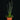Syngonanthus Mikado
