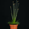 Syngonanthus Mikado