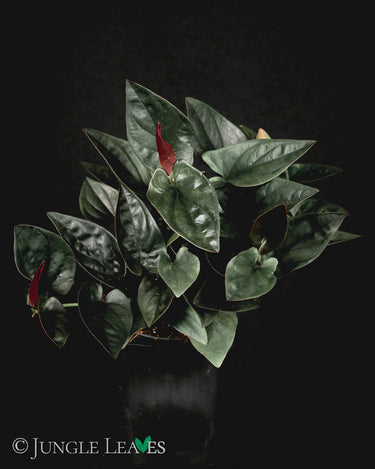 Syngonium erythrophyllum 'Red Arrow'