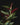 Syngonium erythrophyllum 'Red Arrow'