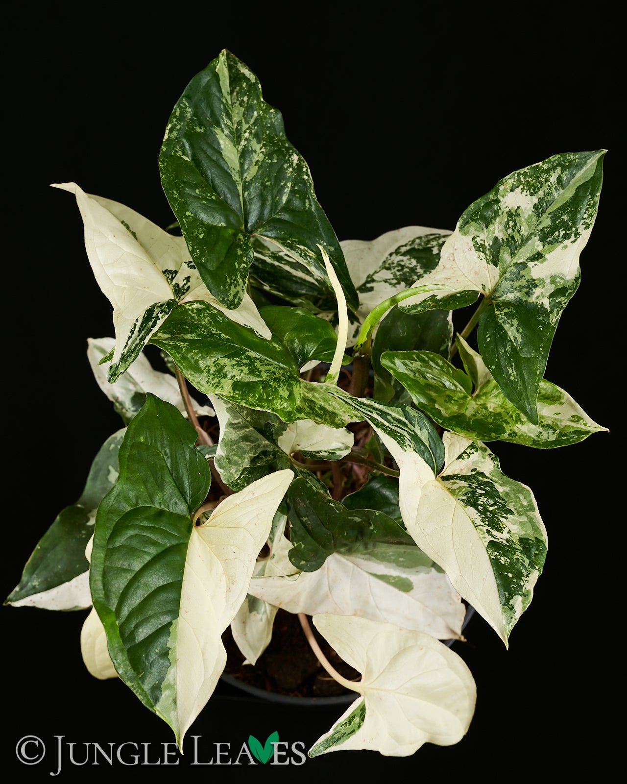 Syngonium podophyllum 'Variegata' €29.99