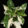 Syngonium podophyllum 'Albo Variegata'