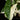 Syngonium podophyllum 'Albo Variegata'