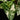 Syngonium podophyllum 'Albo Variegata'