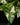 Syngonium podophyllum 'Albo Variegata'