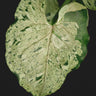 Syngonium podophyllum 'Green Splash'
