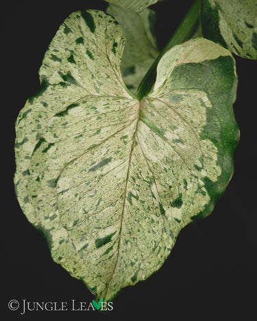 Syngonium podophyllum 'Green Splash'