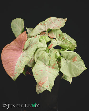 Syngonium podophyllum 'Milk Confetti'