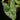 Syngonium podophyllum 'Mottled'