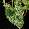 Syngonium podophyllum 'Mottled'