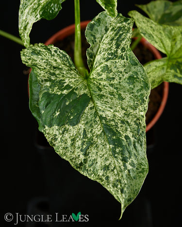 Syngonium podophyllum 'Mottled'