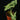Syngonium podophyllum 'Mottled'