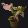 Syngonium podophyllum 'Pink Splash'