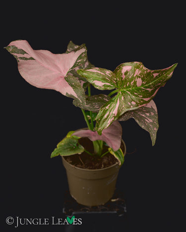 Syngonium podophyllum 'Pink Splash'