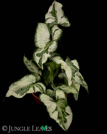Syngonium podophyllum 'Three Kings'