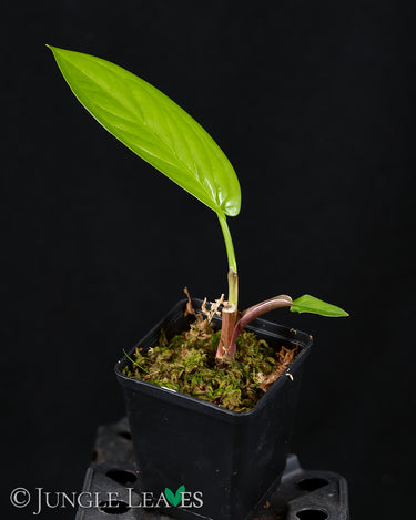 Syngonium schottianum klein