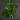 Syngonium wendlandii