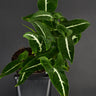 Syngonium wendlandii