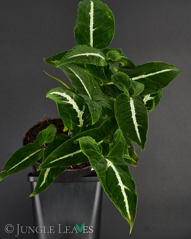 Syngonium wendlandii