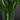 Syngonium wendlandii