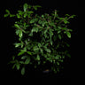 Synsepalum dulcificum