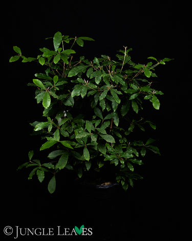 Synsepalum dulcificum