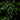 Synsepalum dulcificum