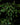 Synsepalum dulcificum