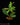 Synsepalum dulcificum