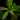 Synsepalum dulcificum