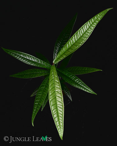 Syzygium Sp. Sulawesi