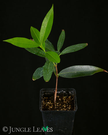 Syzygium jambos