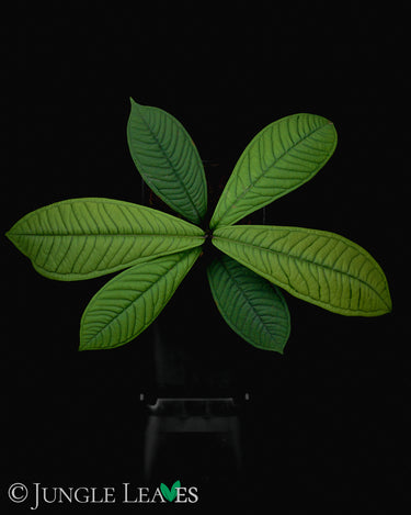 Syzygium jiewhoei