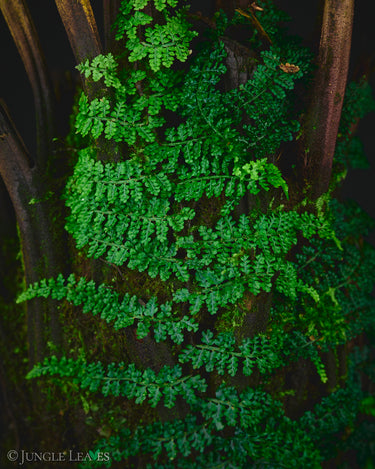 Teratophyllum rotundifoliatum