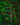 Teratophyllum rotundifoliatum