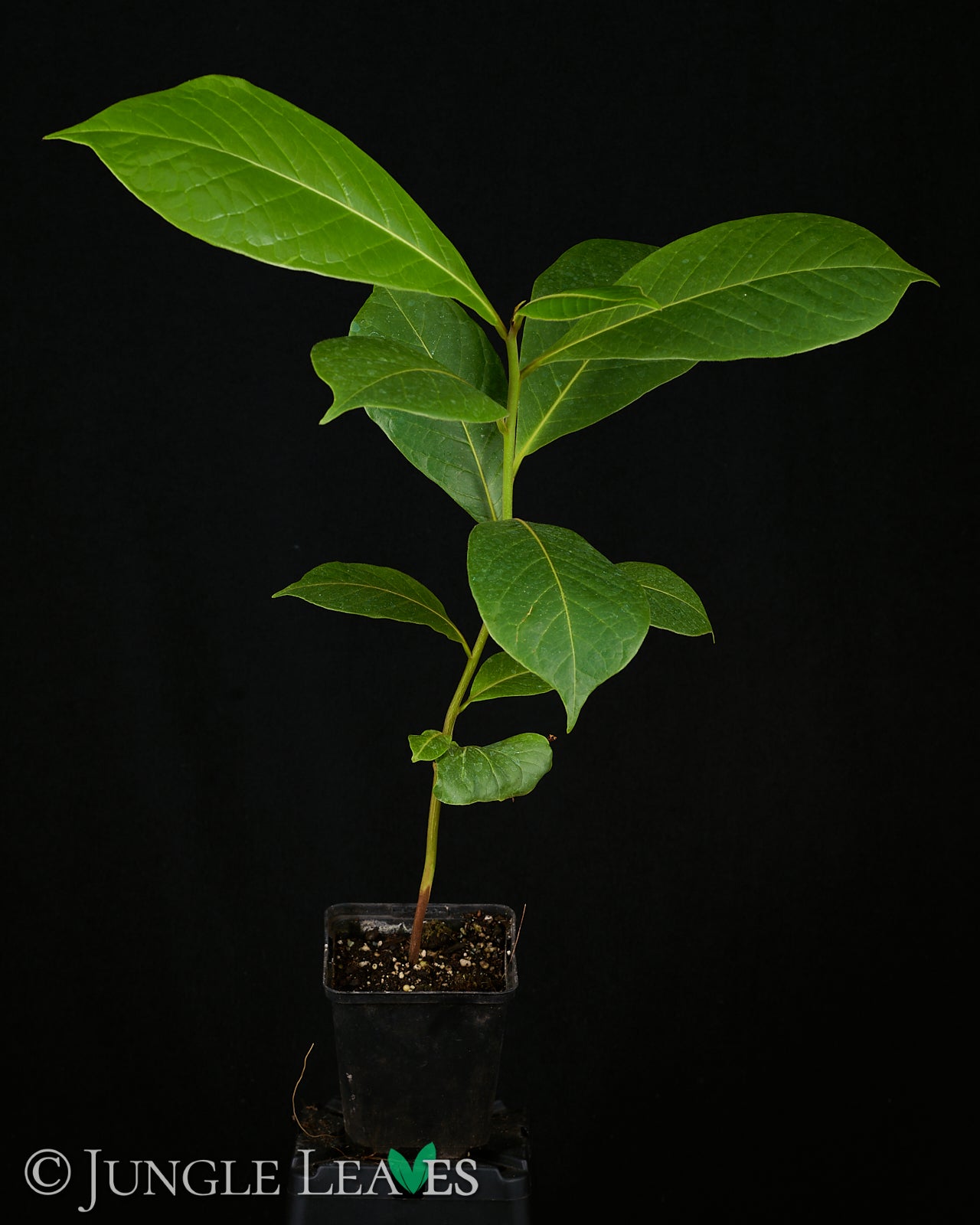 Terminalia catappa (Seemandelbaum) – Jungle Leaves