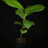 Terminalia catappa
