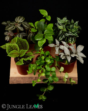 Terrarienpflanzen Mix