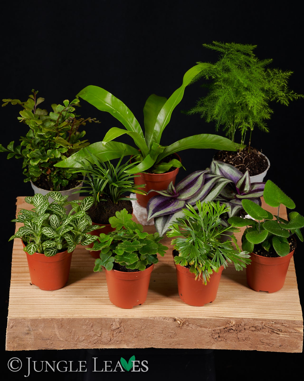 Farn Set Klein - Terrarienpflanzen Set 9,99€
