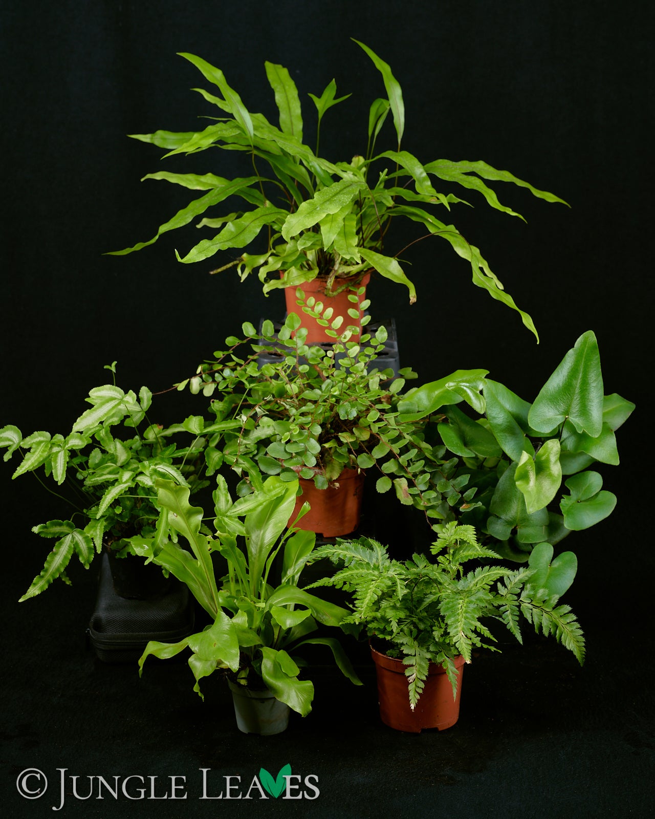 farn zimmerpflanze arten Farn Set Mittel - Terrarienpflanzen Set 11,99€