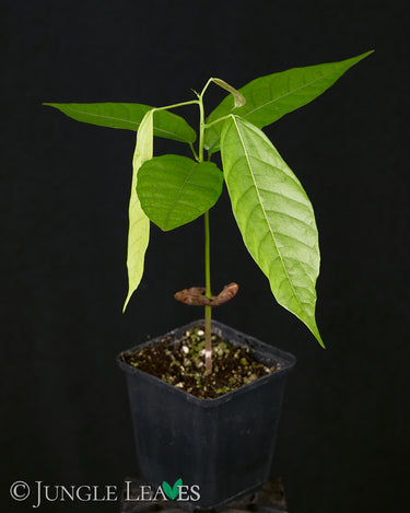 Theobroma cacao Sämling